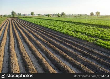 Farm field planted landscape of potatoes and carrots. An empty seeded area with ridges. Agroindustry and agribusiness farming. Beautiful countryside farmland. Growing care and harvesting.