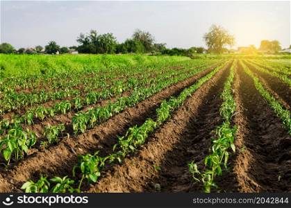 Farm field sweet pepper plantation. Growing vegetables outdoors on open ground. Farming, agriculture landscape. Agroindustry. Plant care and cultivation. Freshly planted pepper plant seedlings.