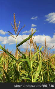 Farm field with growing corn under blue sky.
