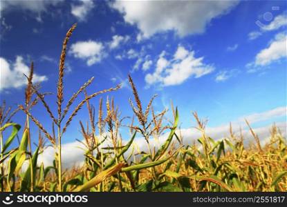 Farm field with growing corn under blue sky