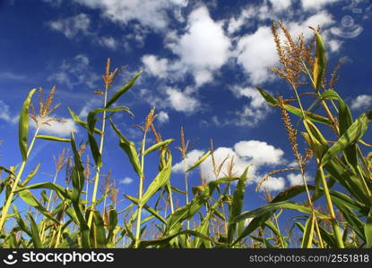 Farm field with growing corn under blue sky