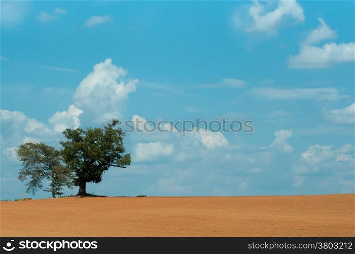 farm field with lone tree and blue sky