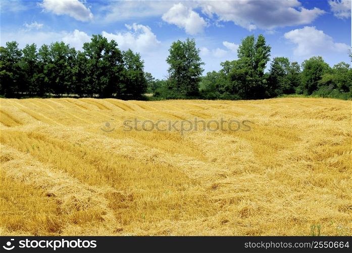 Farm field with yellow harvested grain