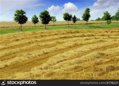 Farm field with yellow harvested grain