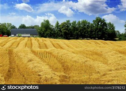 Farm field with yellow harvested grain and farmhouse