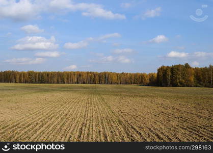 Farm field with young growth on birch forest background, sunny autumn day