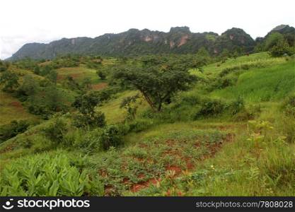Farm fields on the slope of mount in Myanmar