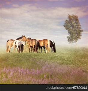 Farm Horses Eating Hay At Sunset
