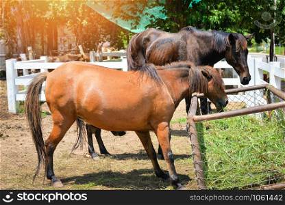 Farm horses grazing grass in stable