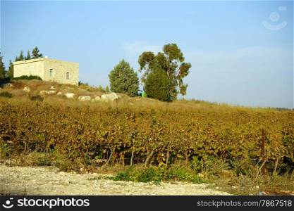 Farm house and vineyard in Israel