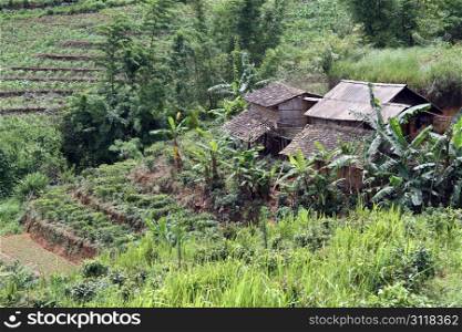 Farm houses and tea plantation in Yunnan, China