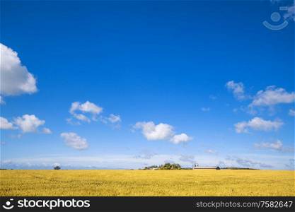 Farm in a countryside landscape with golden fields under a blue sky in the summer