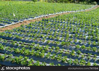 Farm of strawberry plant landscape