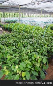 Farm of young pepper plant