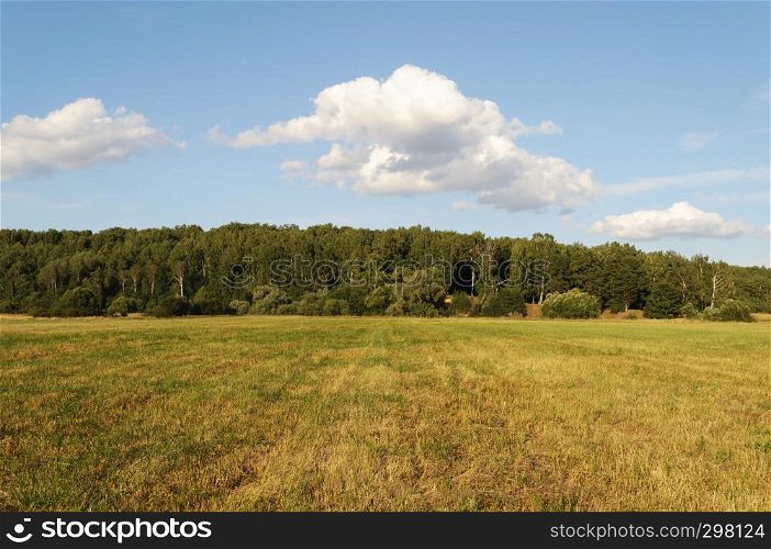 Farm pasture on forest background, sunny summer day
