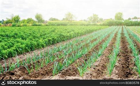 Farm plantation of leek and paprika pepper. Agribusiness and farming. Countryside. Farm for growing vegetables. Food production on small farms and households. Farmer support subsidies