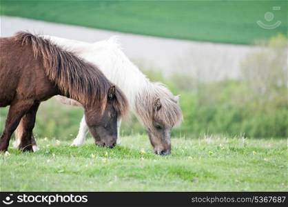 Farm ponies grazing in field in Summer