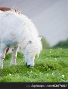 Farm ponies grazing in field in Summer