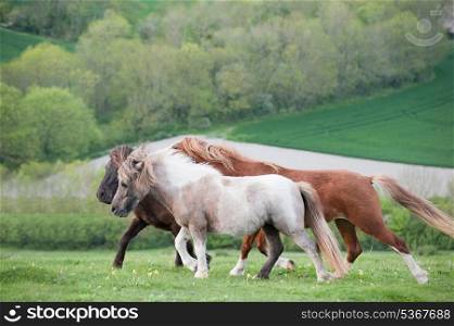Farm ponies trotting in field on Summer day