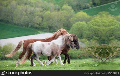 Farm ponies trotting in field on Summer day