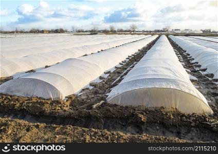Farm potato plantation field covered with spunbond spunlaid nonwoven agricultural fabric. Create a greenhouse effect for care protection of young plants from frosts and winds. Technologies in farming