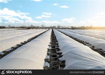 Farm potato plantation field is covered with spunbond spunlaid nonwoven agricultural fabric. Create a greenhouse effect. Earlier potatoes, care and protection of young plants from night frost.