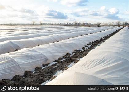 Farm potato plantation field is covered with spunbond spunlaid nonwoven agricultural fabric. Earlier potatoes, care and protection of young plants from night frost. Modern technologies in farming