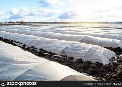 Farm potato plantation field is covered with spunbond spunlaid nonwoven agricultural fabric. Create a greenhouse effect. Earlier potatoes, care and protection of young plants from night frost