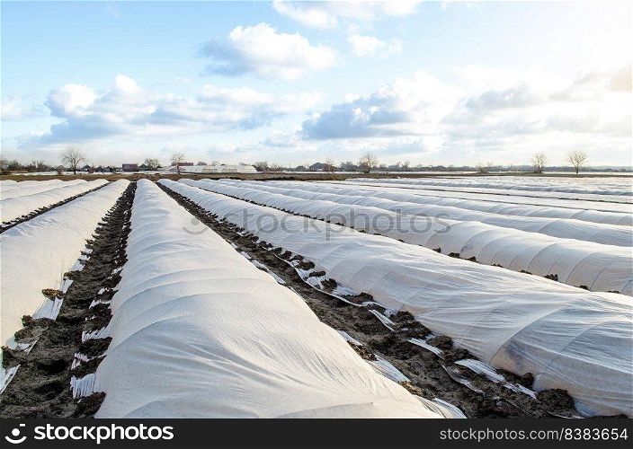 Farm potato plantation field is covered with spunbond spunlaid nonwoven agricultural fabric. Earlier potatoes, care and protection of young plants from night frost. Create a greenhouse effect.
