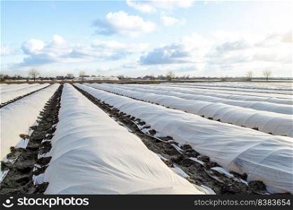 Farm potato plantation field is covered with spunbond spunlaid nonwoven agricultural fabric. Earlier potatoes, care and protection of young plants from night frost. Create a greenhouse effect.