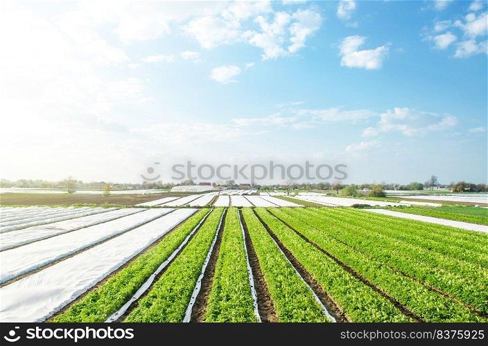 Farm potato plantation fields on a sunny day. Agriculture agribusiness. Growing vegetables food. Agricultural sector of the economy. Use spunbond agrofibre technology to protect crop from cold weather