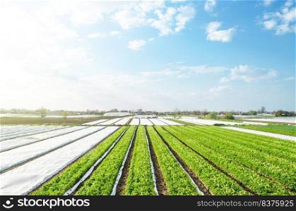 Farm potato plantation fields on a sunny day. Agriculture agribusiness. Growing vegetables food. Agricultural sector of the economy. Use spunbond agrofibre technology to protect crop from cold weather