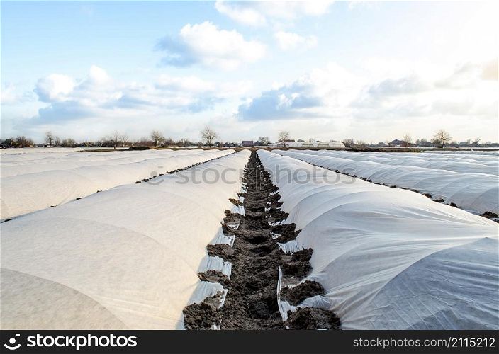 Farm potato plantation sheltered with spunbond spunlaid nonwoven agricultural fabric. Greenhouse effect. Early harvest, protection from frost and wind. Innovative technologies in agriculture