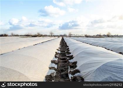 Farm potato plantation sheltered with spunbond spunlaid nonwoven agricultural fabric. Greenhouse effect. Early harvest, protection from frost and wind. Innovative technologies in agriculture