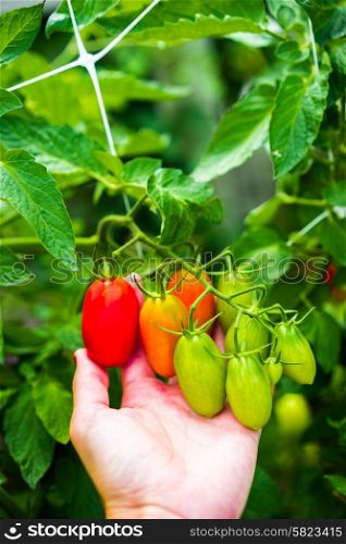 Farm raised tomatoes