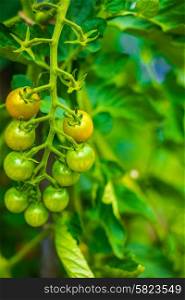 Farm raised tomatoes