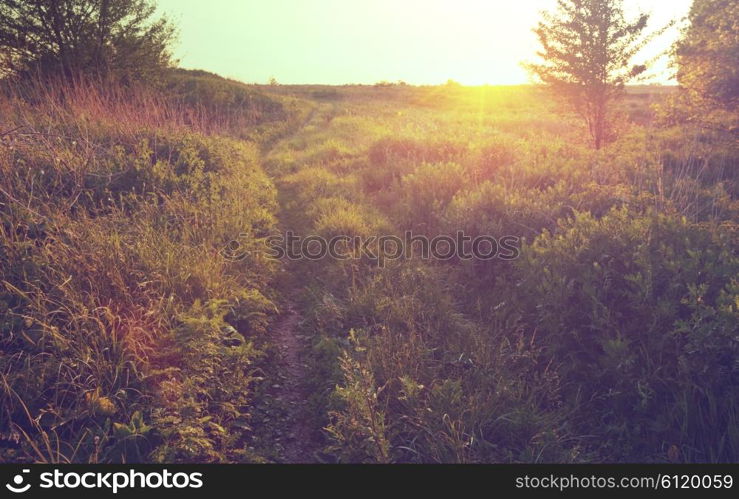 Farm road in the meadows