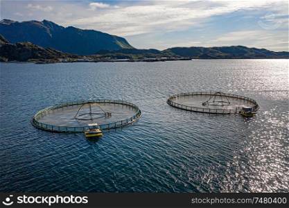 Farm salmon fishing in Norway. Norway is the biggest producer of farmed salmon in the world, with more than one million tonnes produced each year.