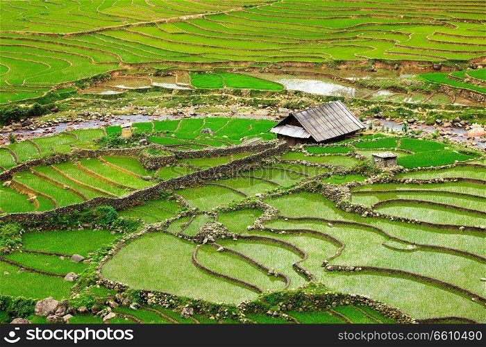 Farm shed in rice field terraces. Near Sapa, Vietnam. Rice field terraces