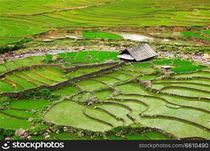 Farm shed in rice field terraces. Near Sapa, Vietnam. Rice field terraces