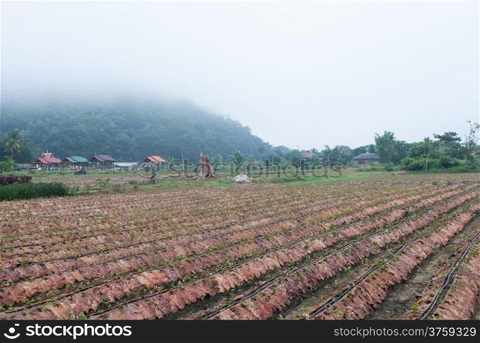 Farm Strawberry from Strawberry berries berries planted as many as a guard. Agricultural areas