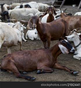 farm with goats