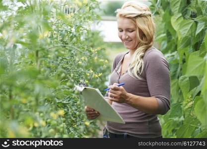 Farm Worker In Greenhouse Checking Tomato Plants