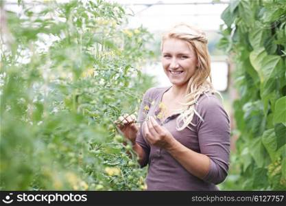 Farm Worker In Greenhouse Checking Tomato Plants