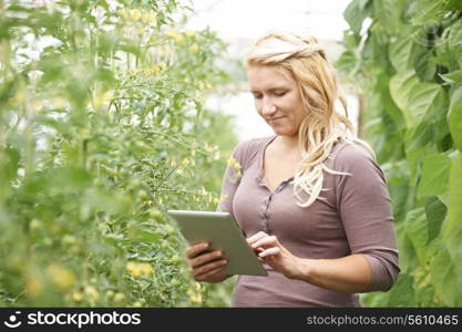 Farm Worker In Greenhouse Checking Tomato Plants Using Digital Tablet