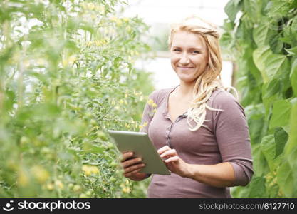 Farm Worker In Greenhouse Checking Tomato Plants Using Digital Tablet