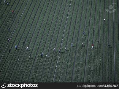 Farm workers weeding a lettuce field
