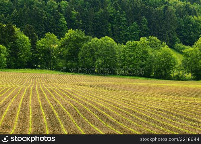 Farmer&acute;s Field With Green Trees