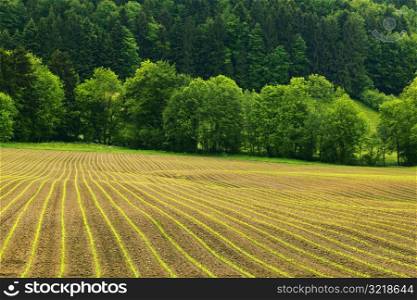 Farmer&acute;s Field With Green Trees