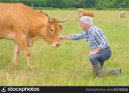 Farmer caressing cow&rsquo;s head